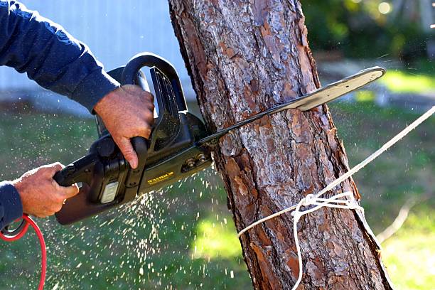 Professional Tree Care in Granite Shoals, TX